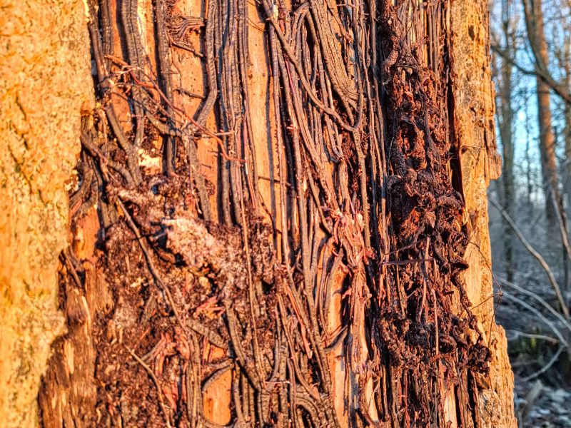 Detailbild Rhizomorphe